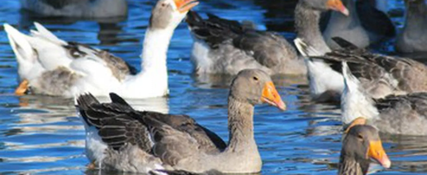 Camping à la ferme Milhac-oie