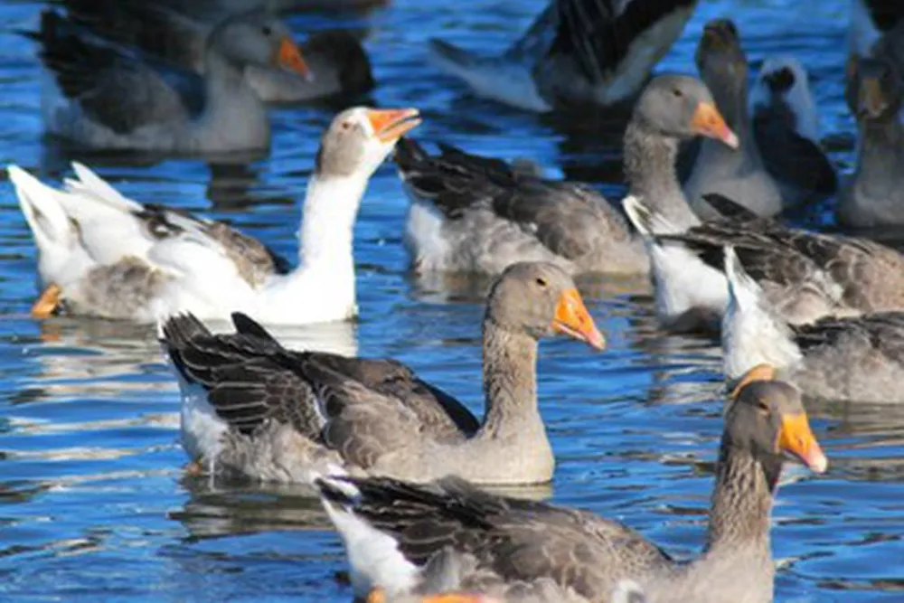 Camping à la ferme Milhac-oie