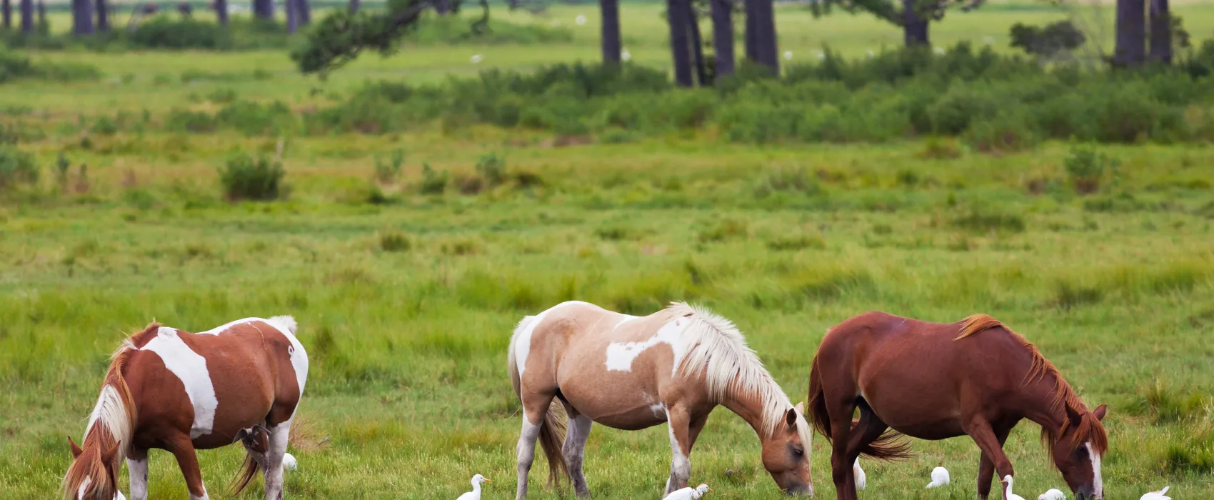Chinoteague Island KOA