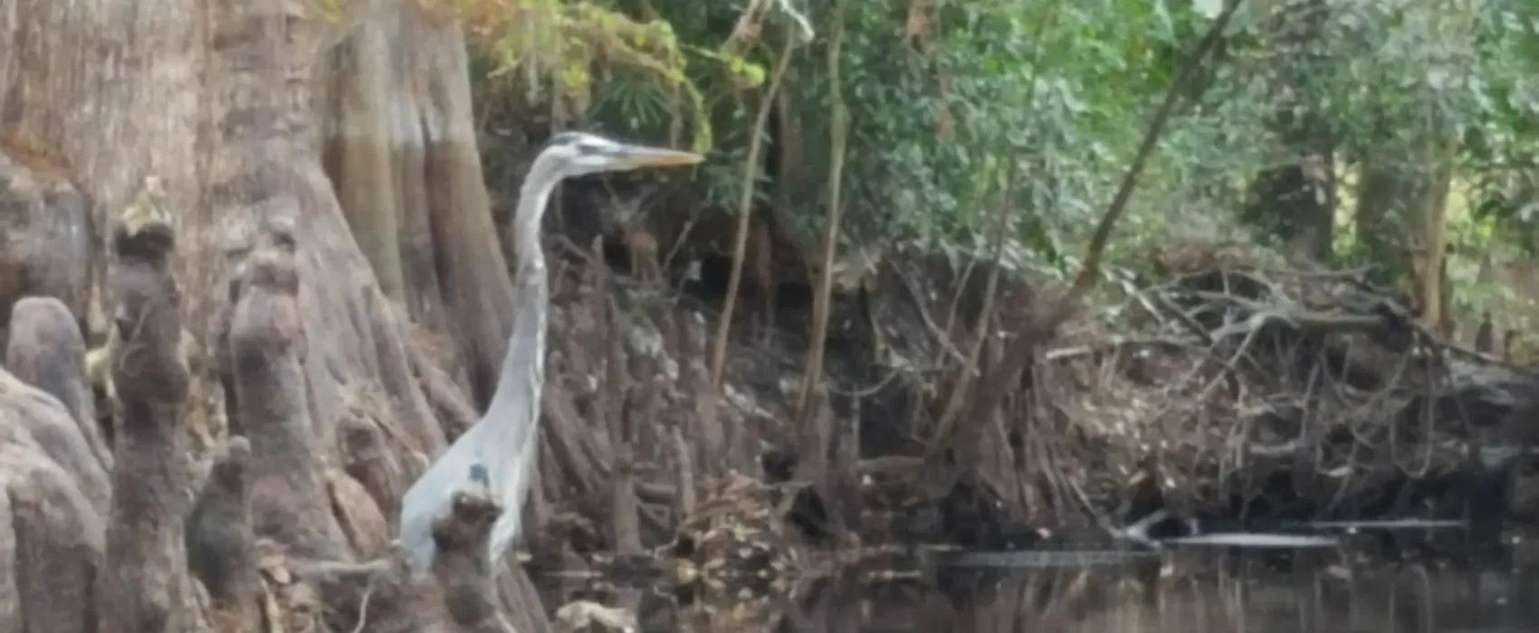 Imperial Bonita Estates