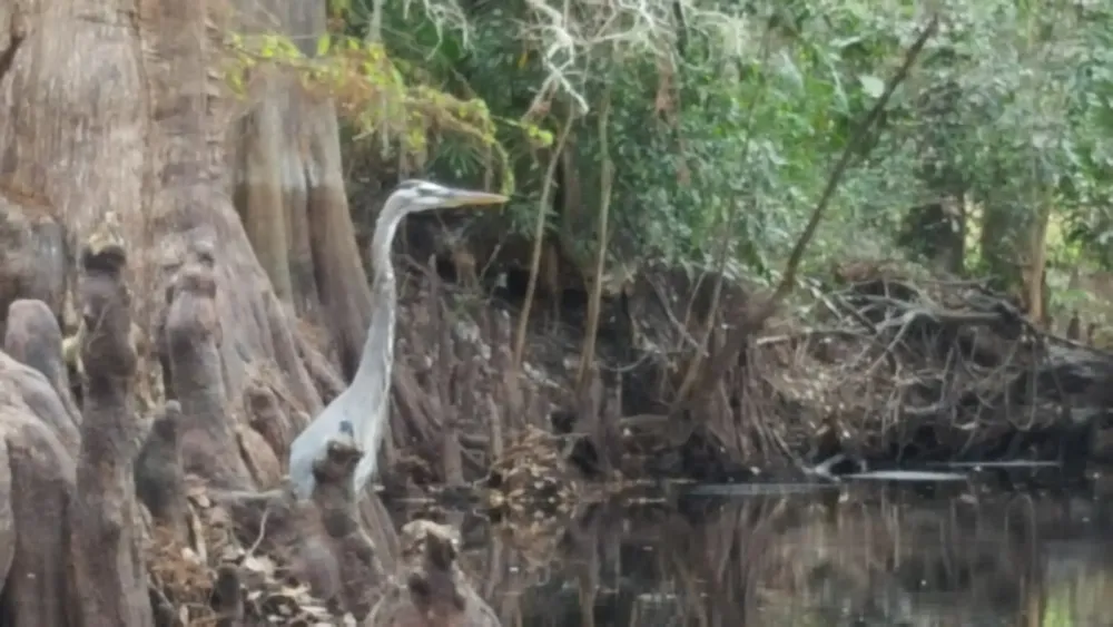 Imperial Bonita Estates