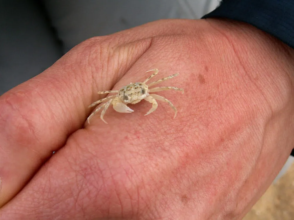 Gunnai Beach Campground