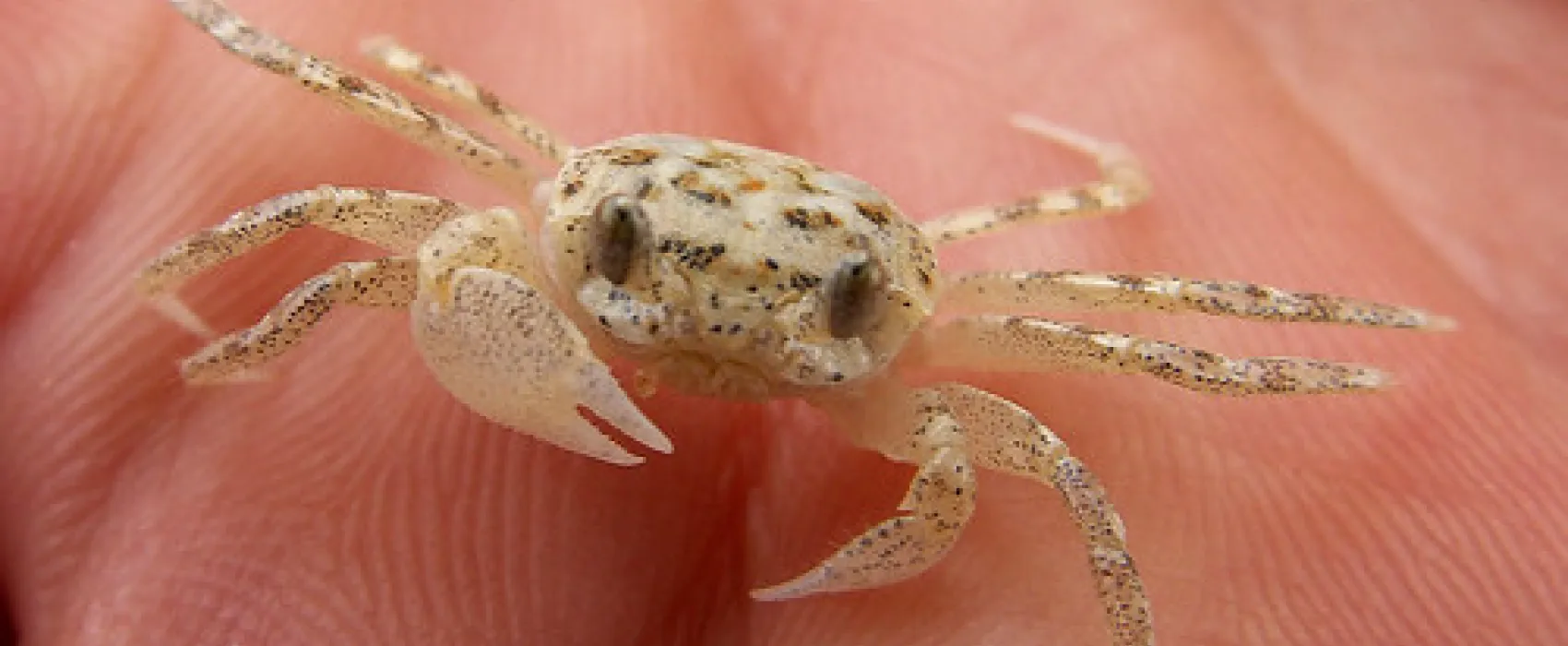 Gunnai Beach Campground