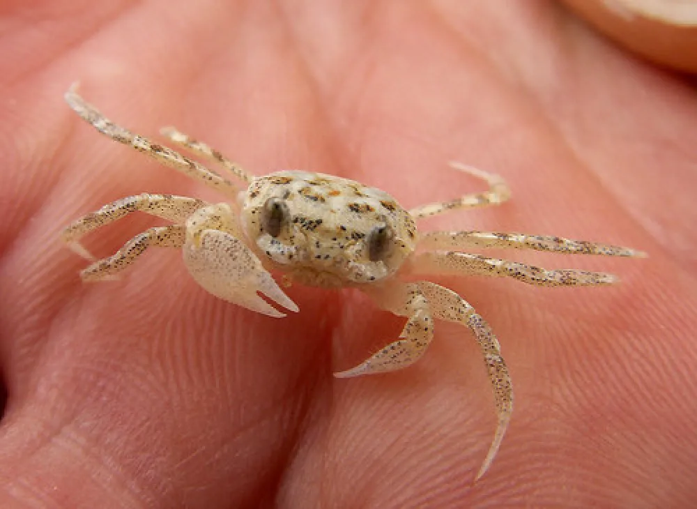 Gunnai Beach Campground