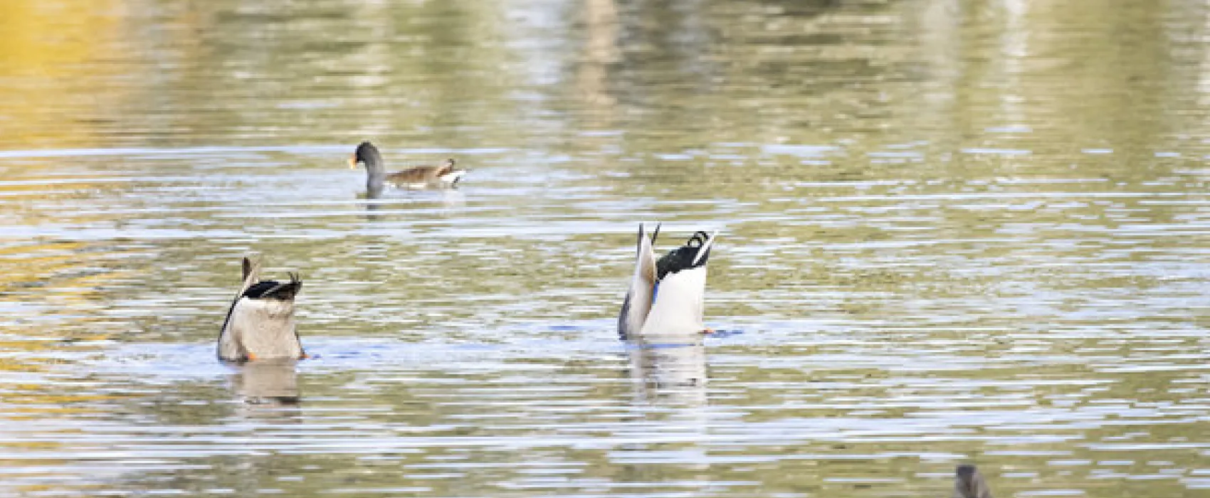 Clearwater Travel RV Resort