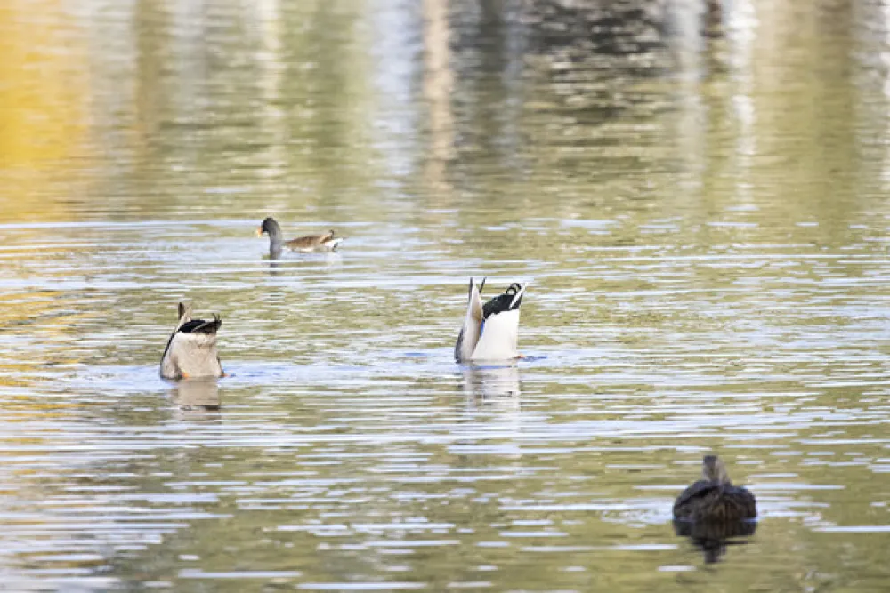 Clearwater Travel RV Resort