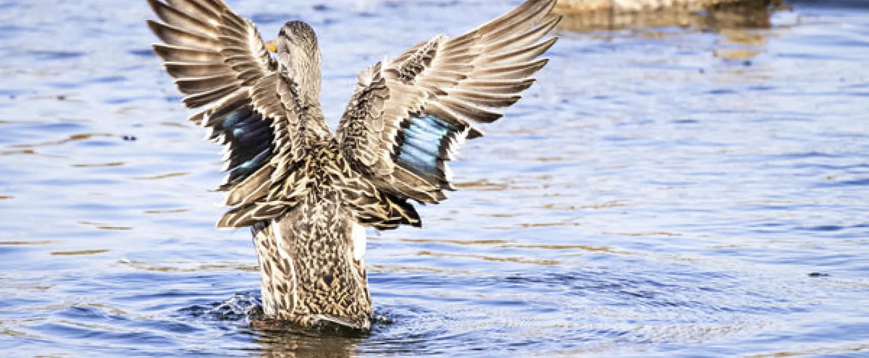 Clearwater Travel RV Resort