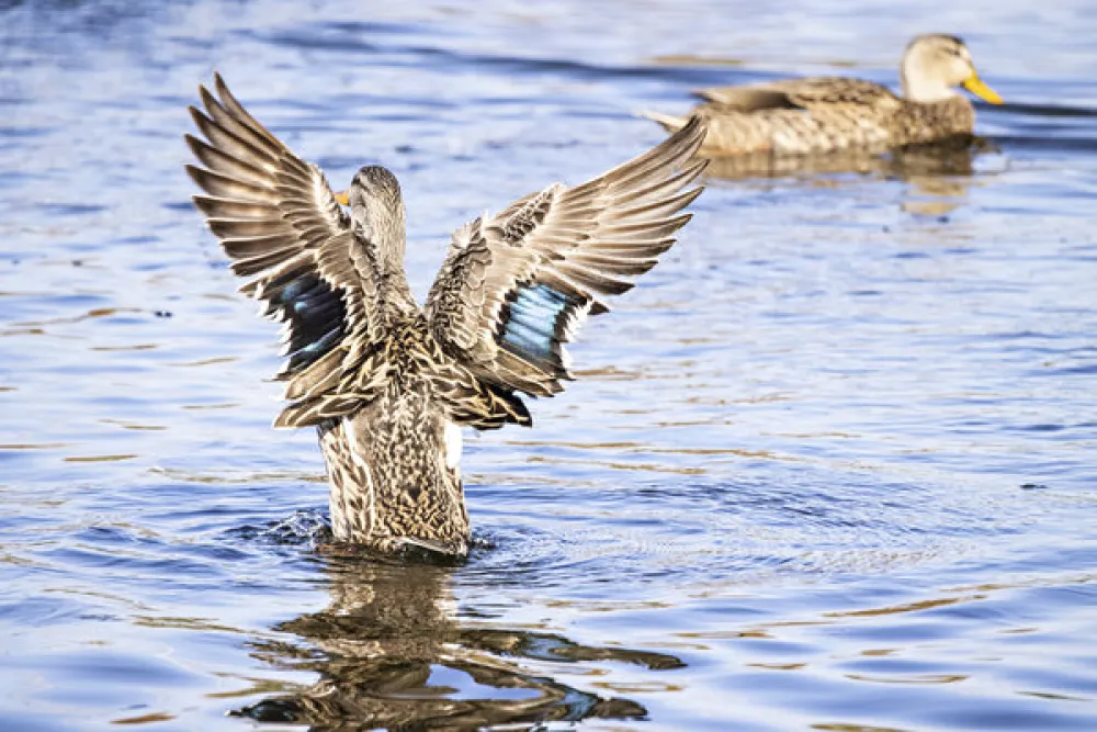 Clearwater Travel RV Resort