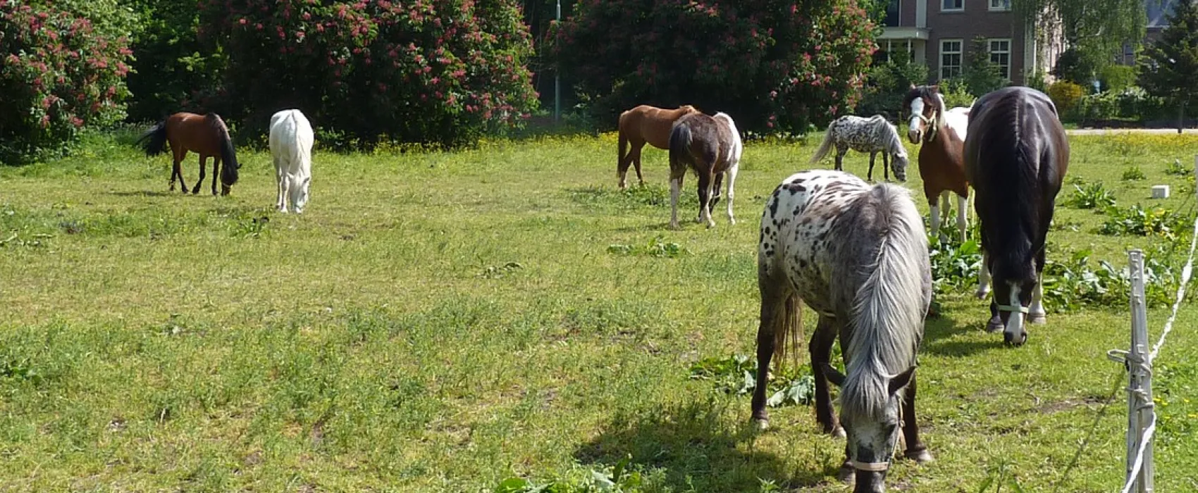 Ponyboerderij 's-Gravenhof