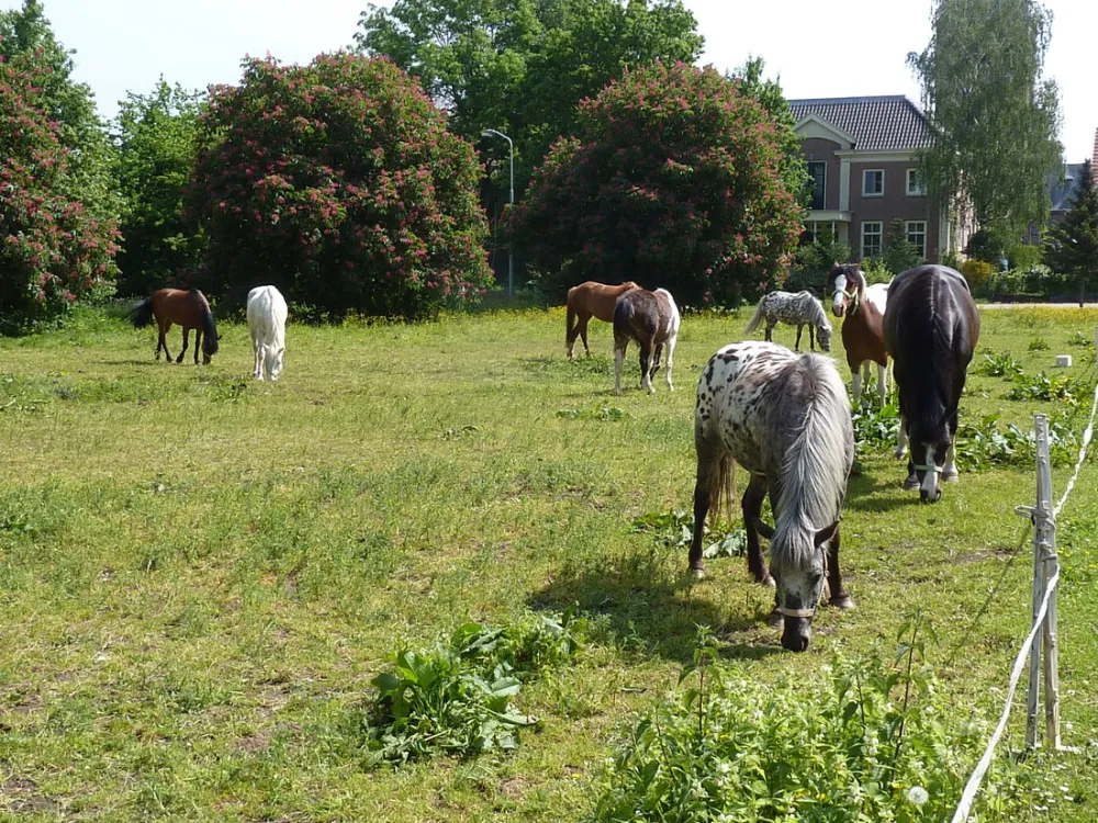 Ponyboerderij 's-Gravenhof