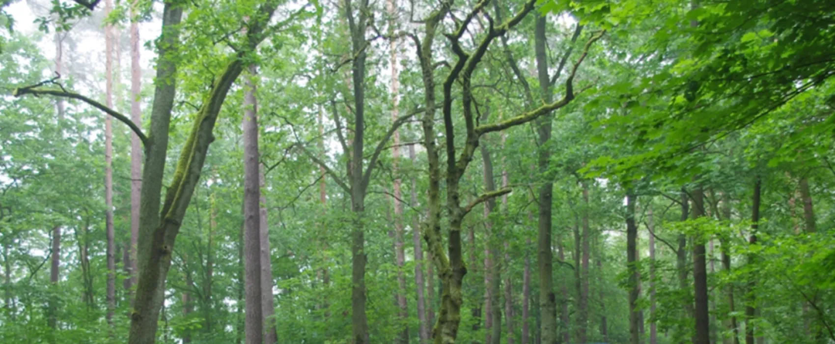 Campingverein  Möllensee Nord , Grünheide