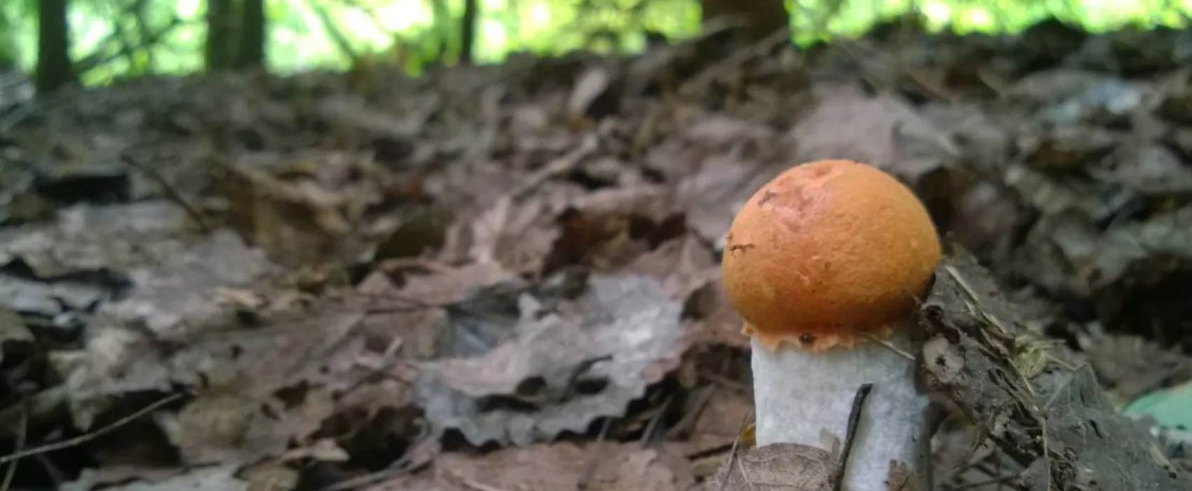 Agroecology Hutor of Komaryszkii