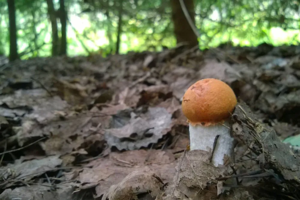 Agroecology Hutor of Komaryszkii