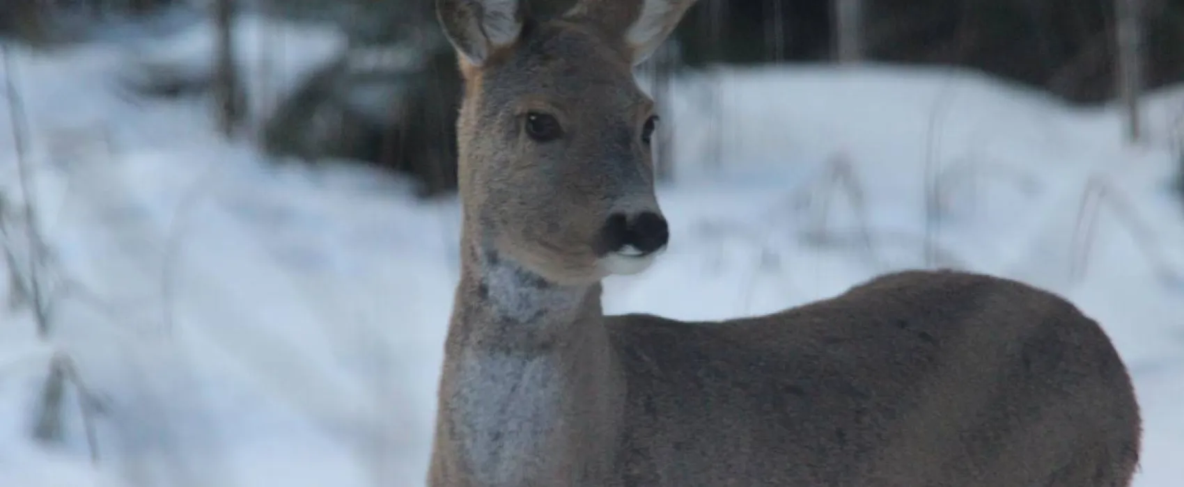 Agroecology Hutor of Komaryszkii