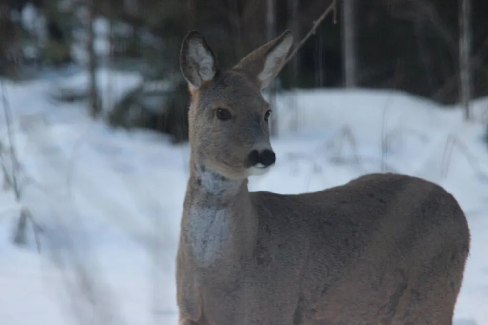 Agroecology Hutor of Komaryszkii