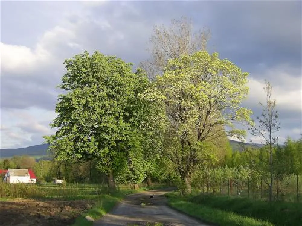 Pension Educare Agroturistik Wolimierz