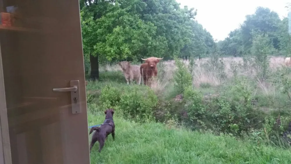 Natuurkampeerterrein Voscheheugte