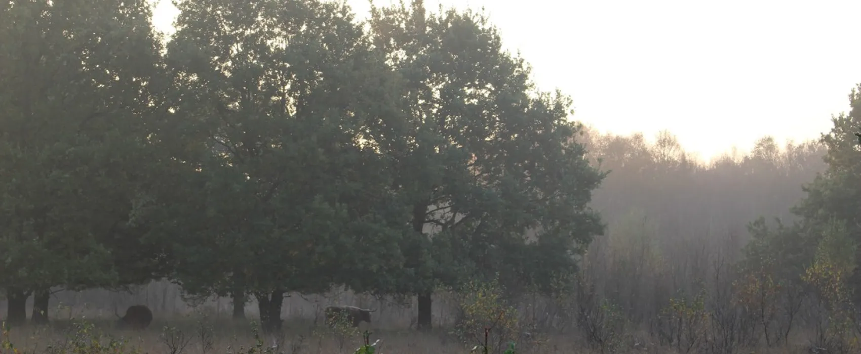 Natuurkampeerterrein Voscheheugte