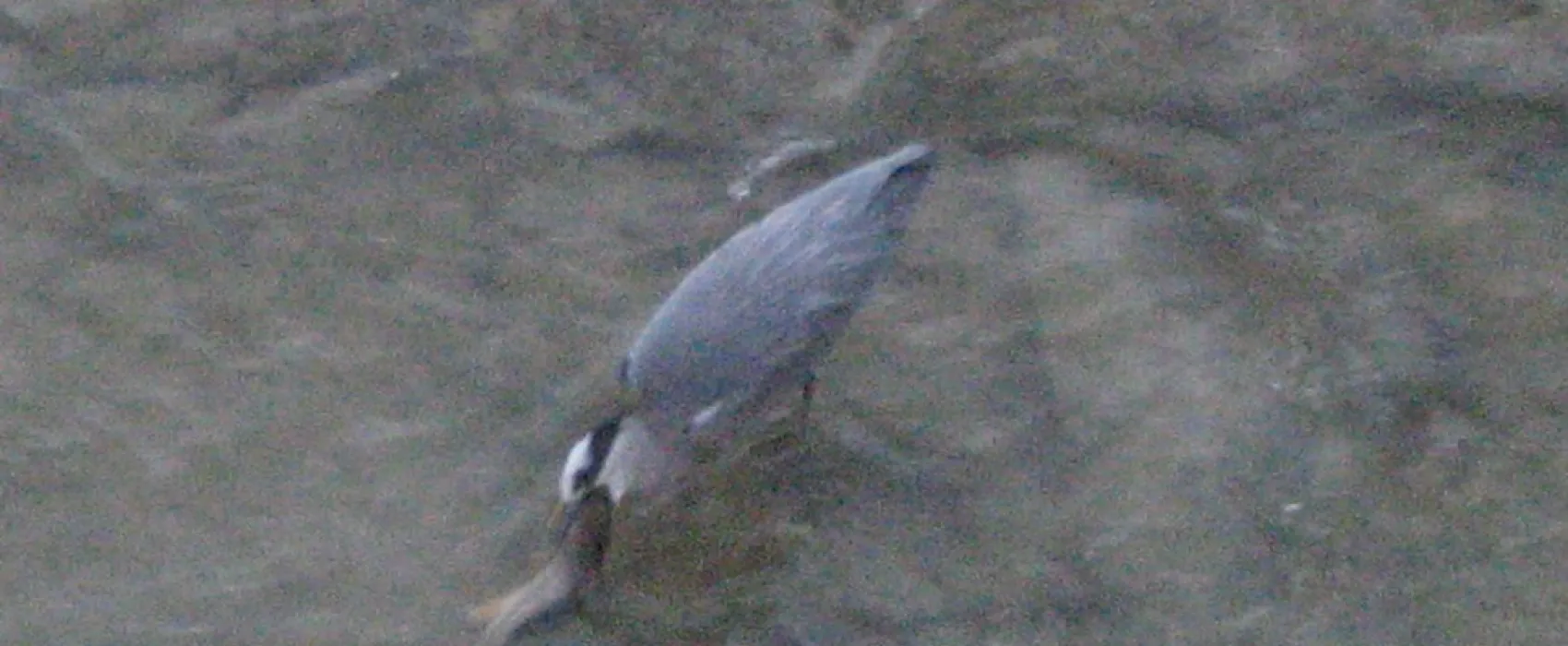 Camping el Brillante