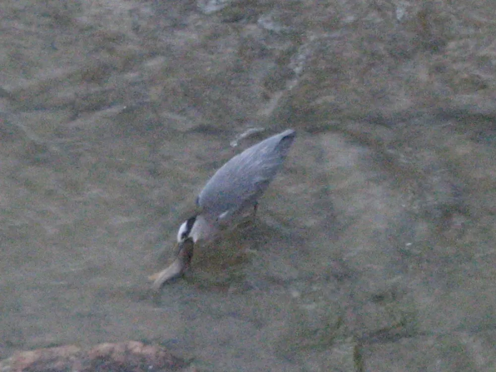 Camping el Brillante