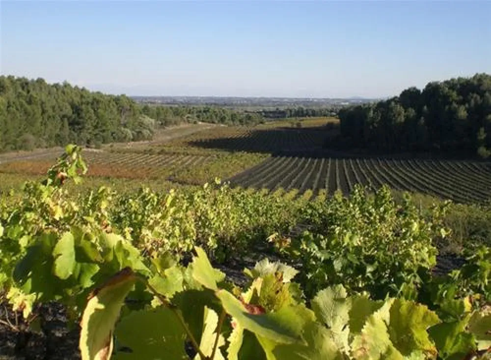 Flower Camping Le Soleil Bleu  