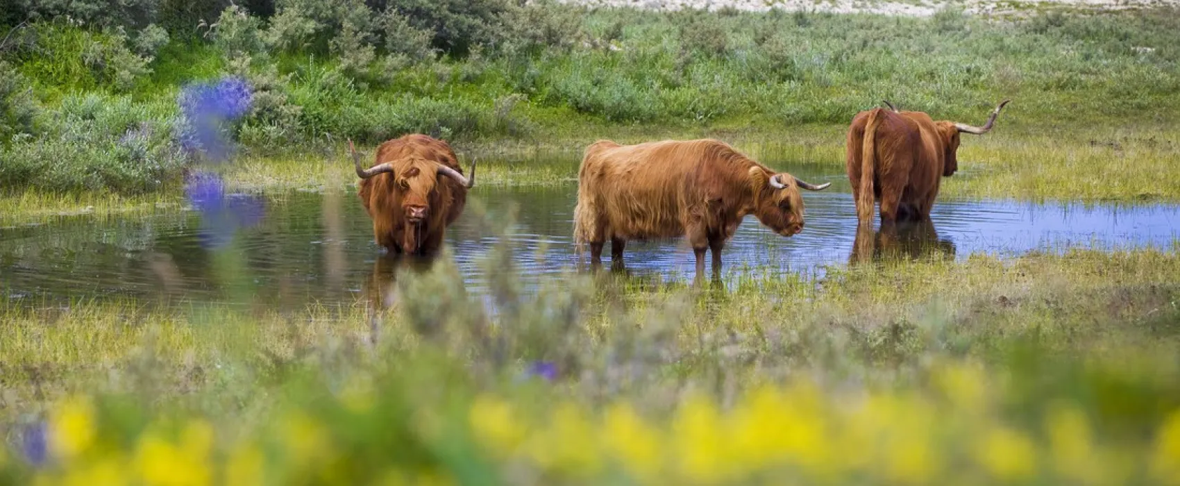 Kennemer Duincamping Geversduin