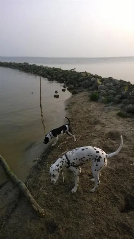 Strandcamping Terherne