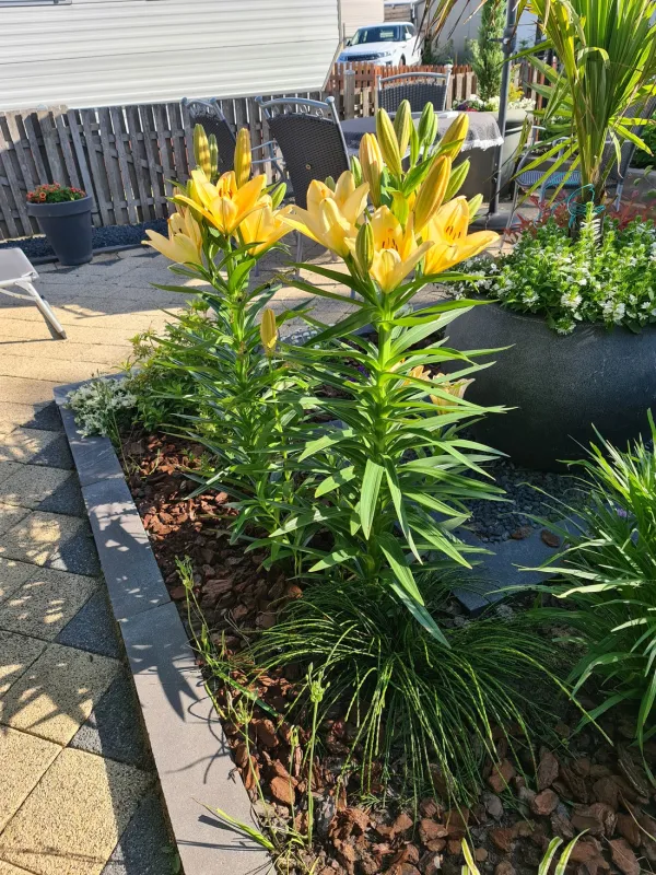 Camping Het Groene Eiland