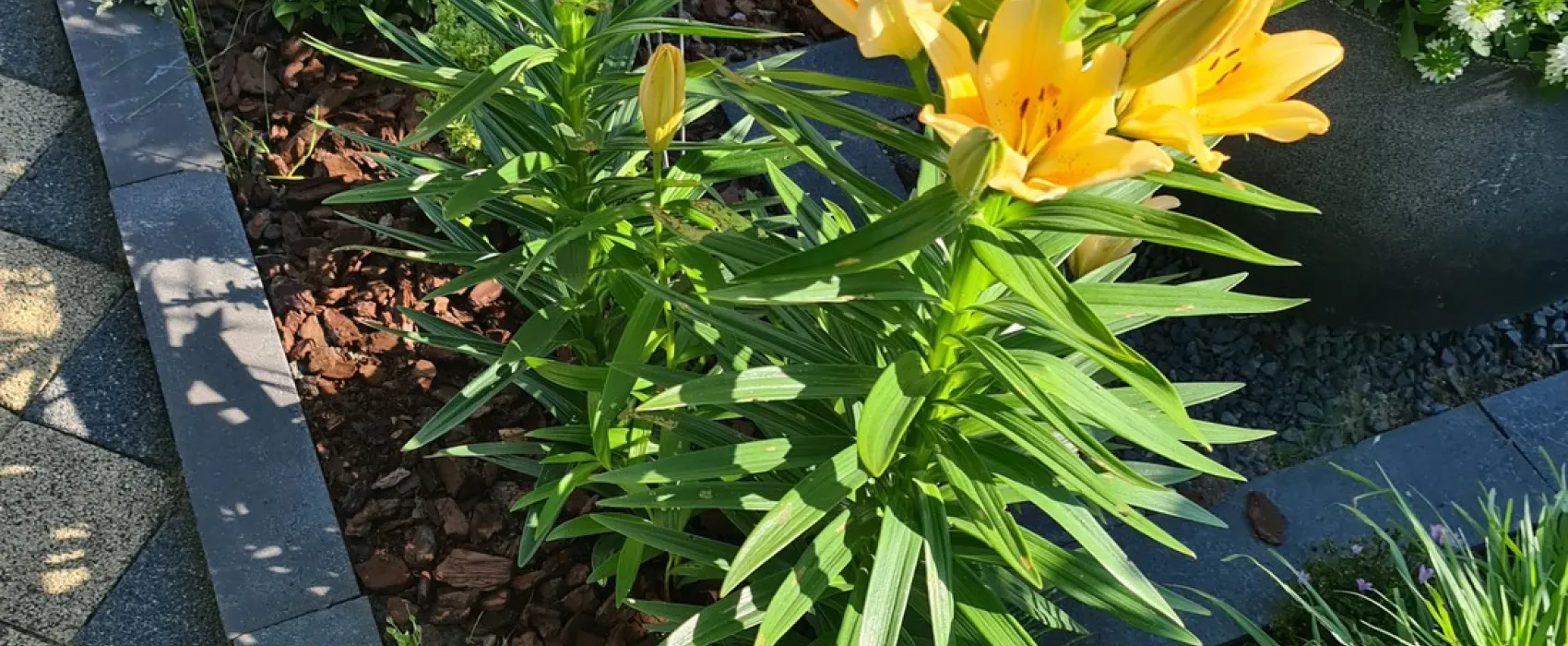 Camping Het Groene Eiland