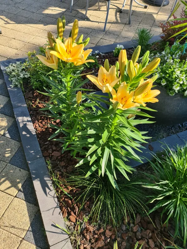 Camping Het Groene Eiland