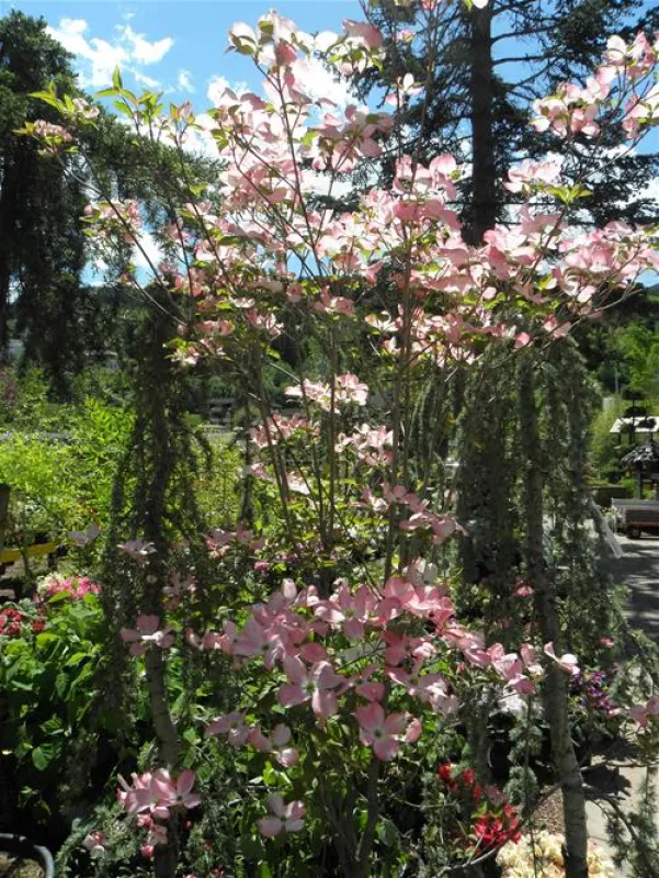 Nationalpark-Camping Grossglockner