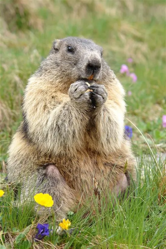 Nationalpark-Camping Grossglockner