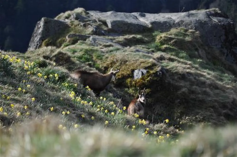 Camping de Belle Hutte  