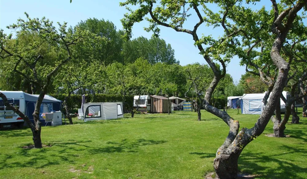 Camping In de Bongerd