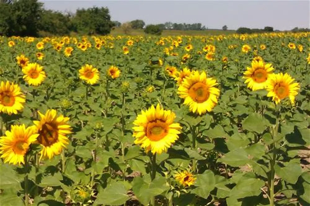 Campingpark & Wohnmobilhafen Am Gr. Lausiger Teich