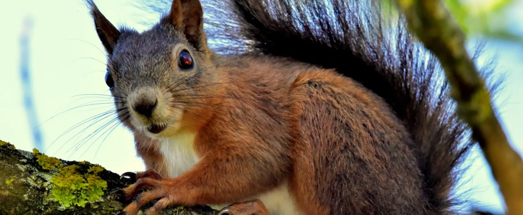 Camping Domaine du Mûrier
