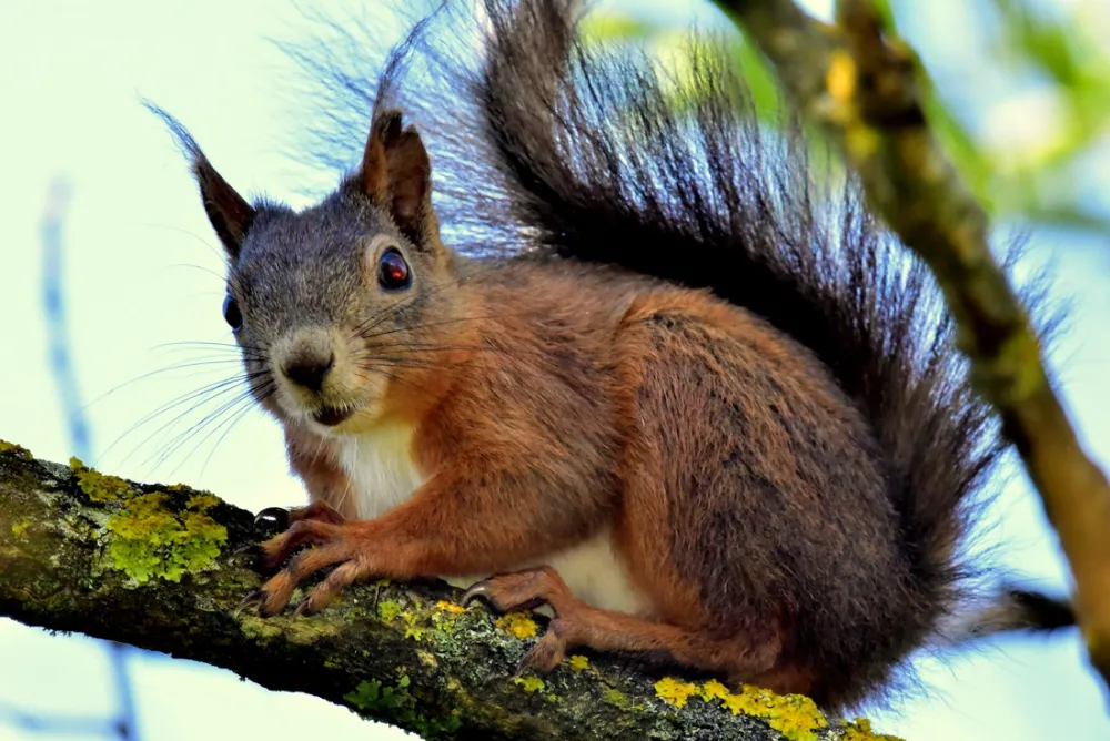 Camping Domaine du Mûrier