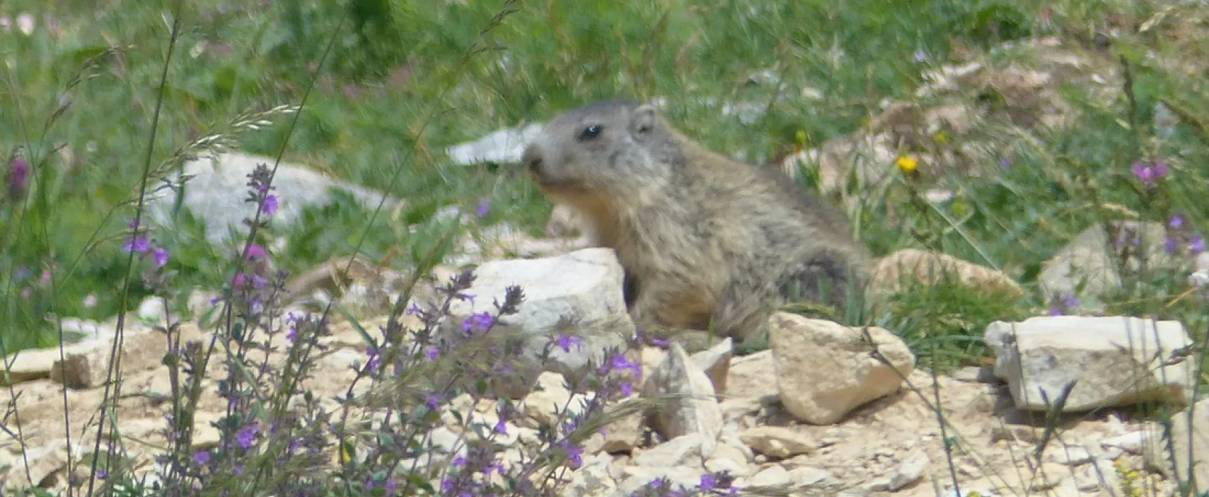 Camping Domaine du Mûrier