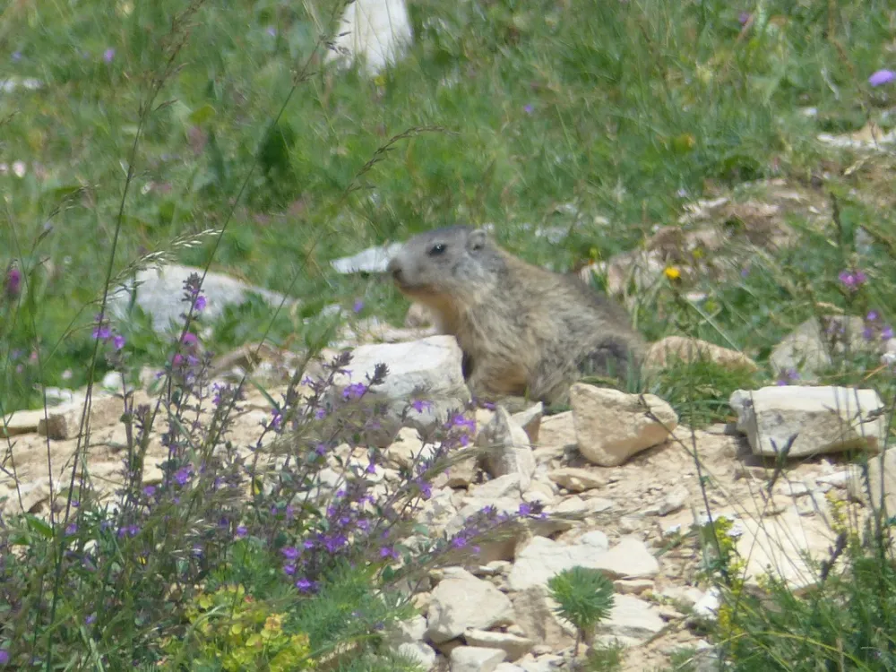 Camping Domaine du Mûrier