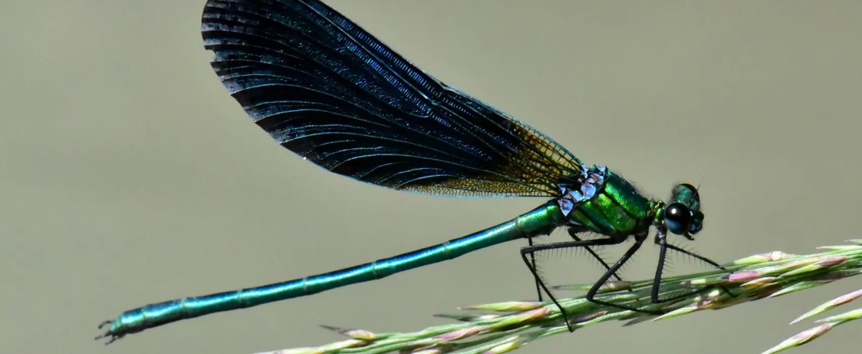 Camping Domaine du Mûrier
