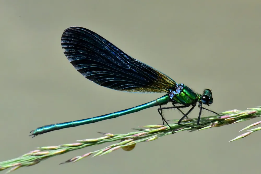 Camping Domaine du Mûrier