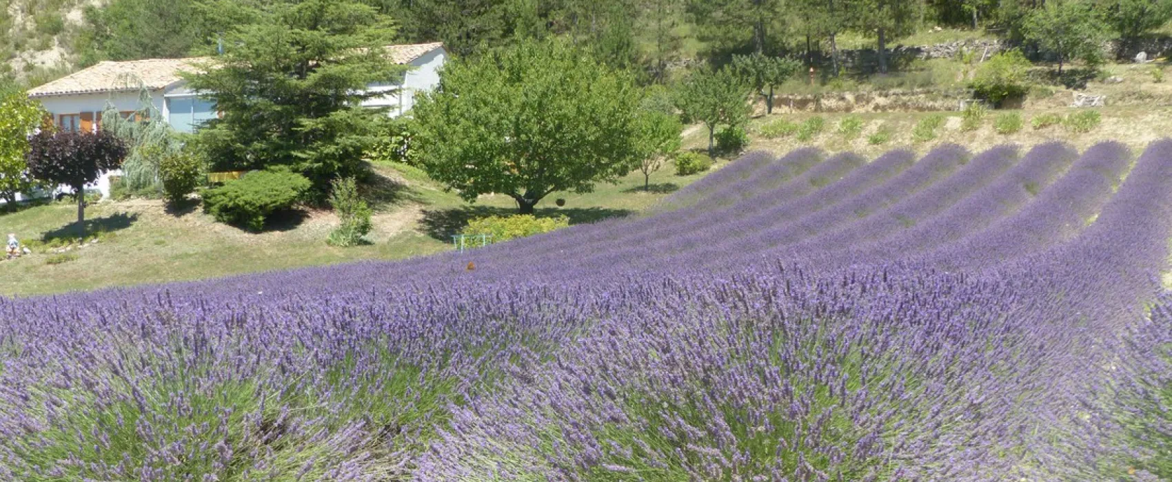 Camping Domaine du Mûrier