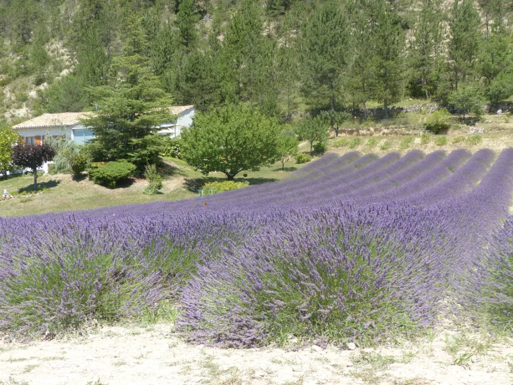 Camping Domaine du Mûrier
