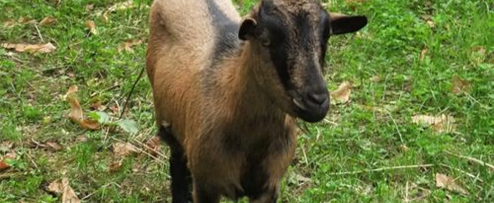 Camping Le Manoir Du Cleuziou