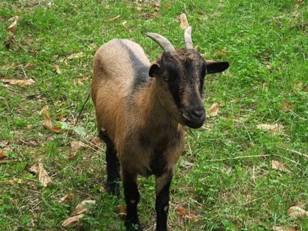 Camping Le Manoir Du Cleuziou