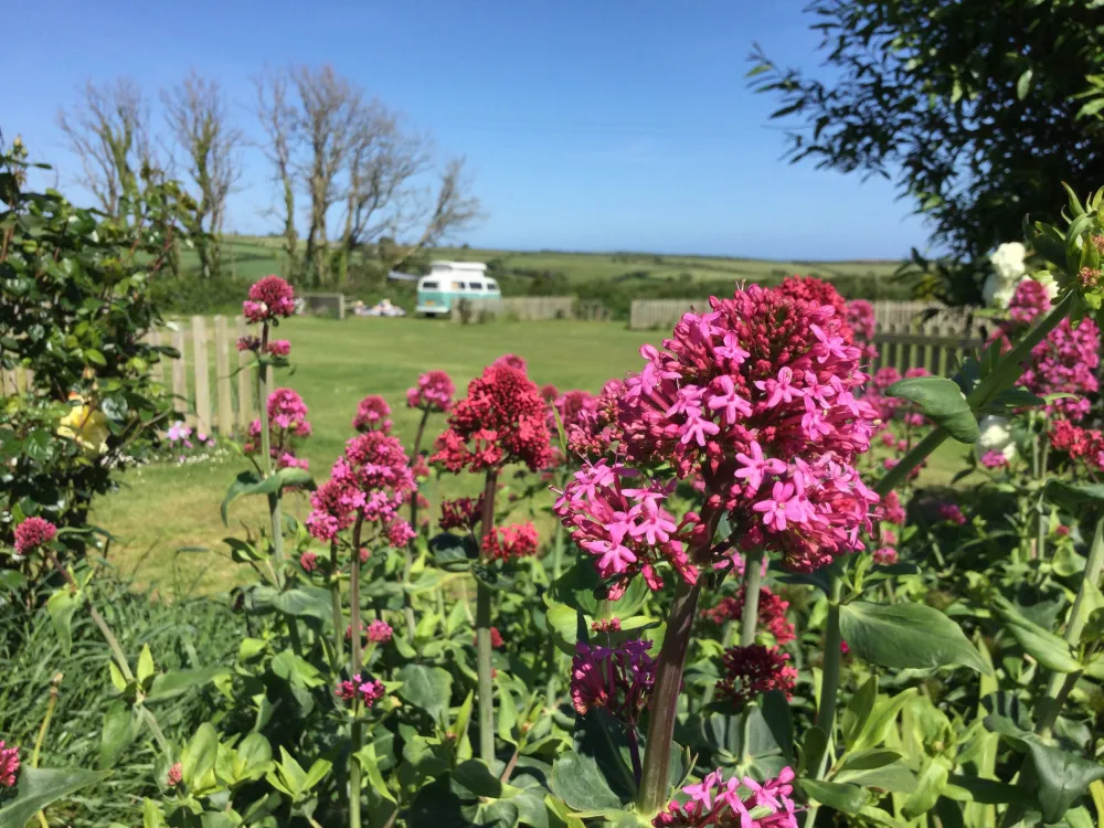 Parkland Touring, Camping & Glamping Site