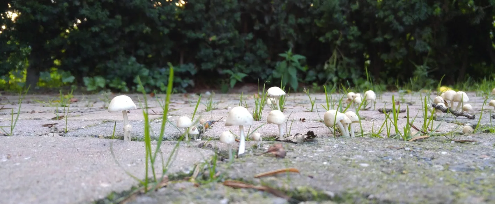 Natuurkampeerterrein Dicker en Toos