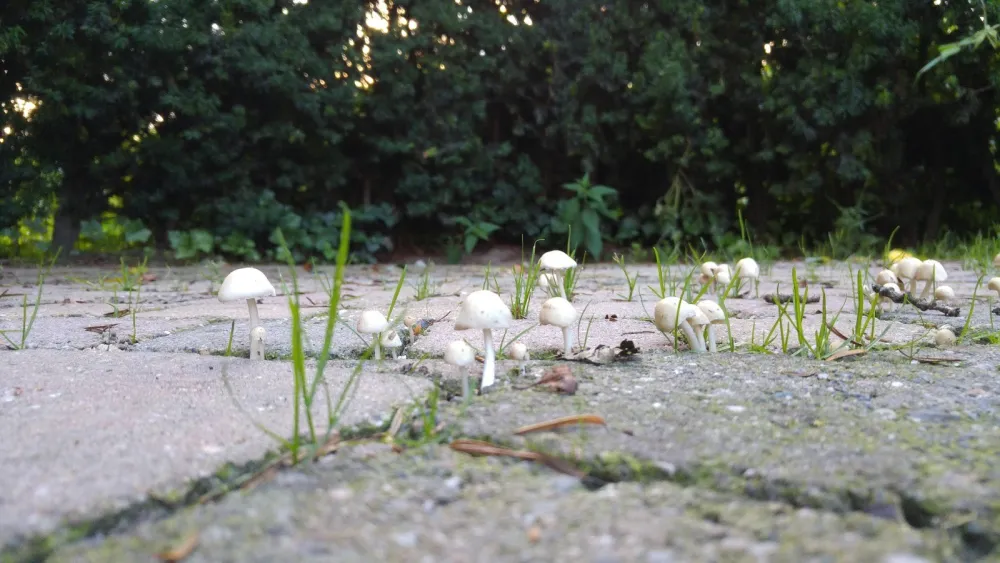 Natuurkampeerterrein Dicker en Toos