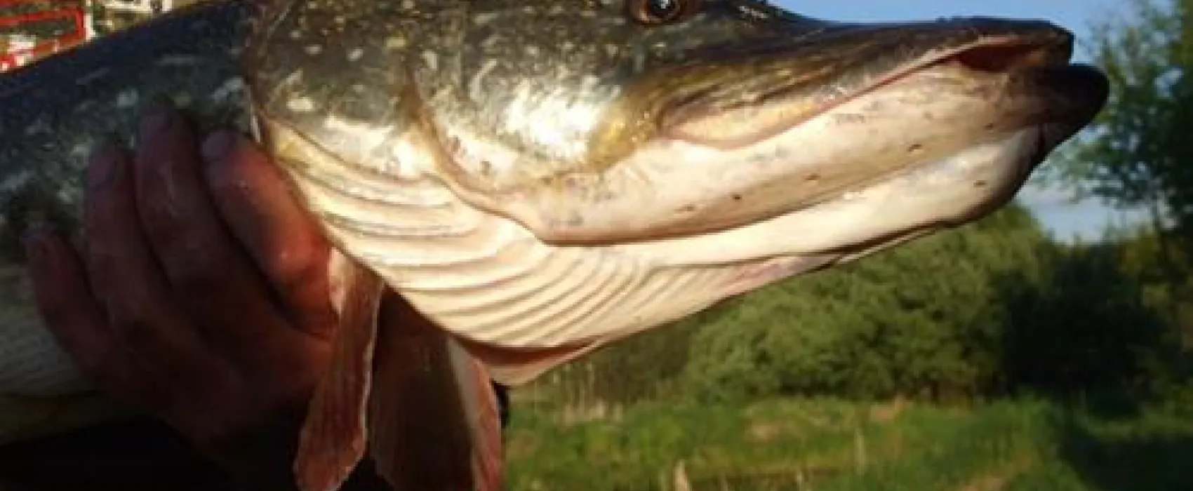 P.H.U.Xolo-Kemping Koziolkowo