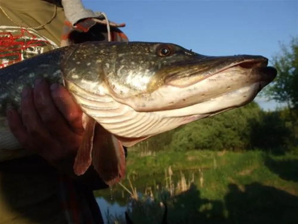 P.H.U.Xolo-Kemping Koziolkowo